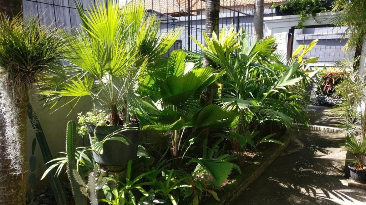 Tropical palm garden design in Bali Indonesia Tropical palm garden design in Bali Indonesia
