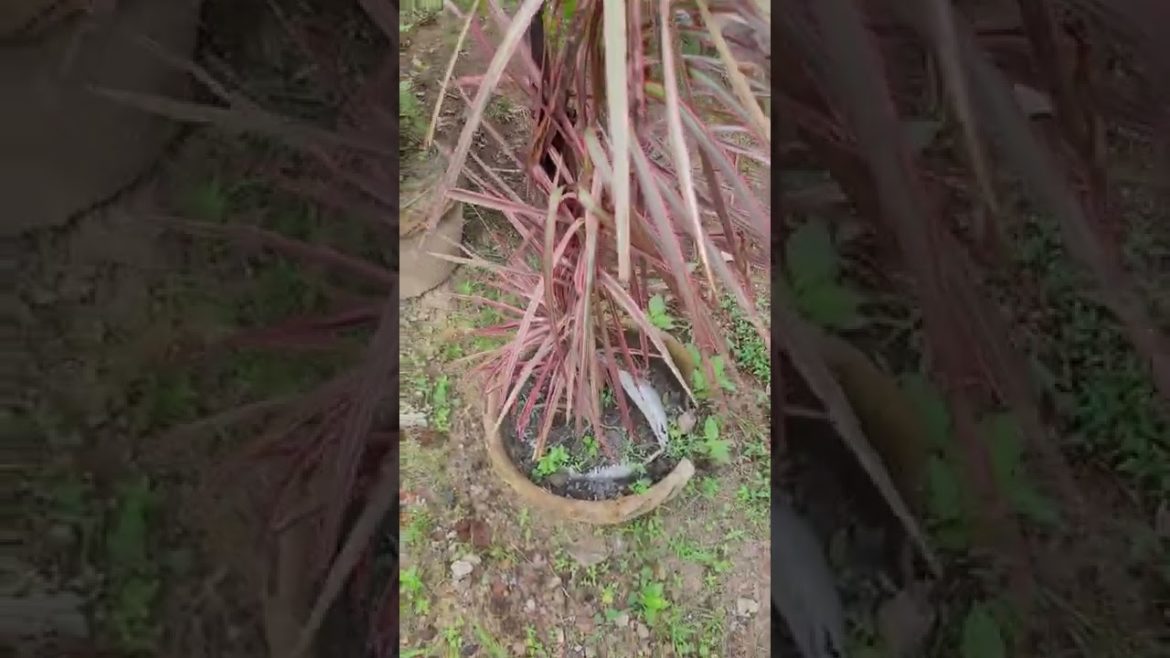 Perfect Tree for Your Home Garden – Garden Design #6 Trees ideas, garden trees Perfect Tree for Your Home Garden - Garden Design #6 Trees ideas, garden trees