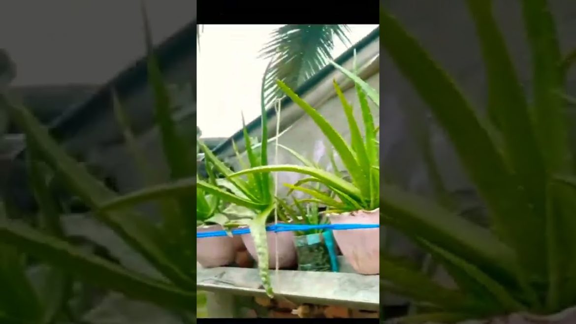 Subscribe our channel for new new garden tips and tricks।।#tips #tricks #shorts #alovera #viral Subscribe our channel for new new garden tips and tricks।।#tips #tricks #shorts #alovera #viral