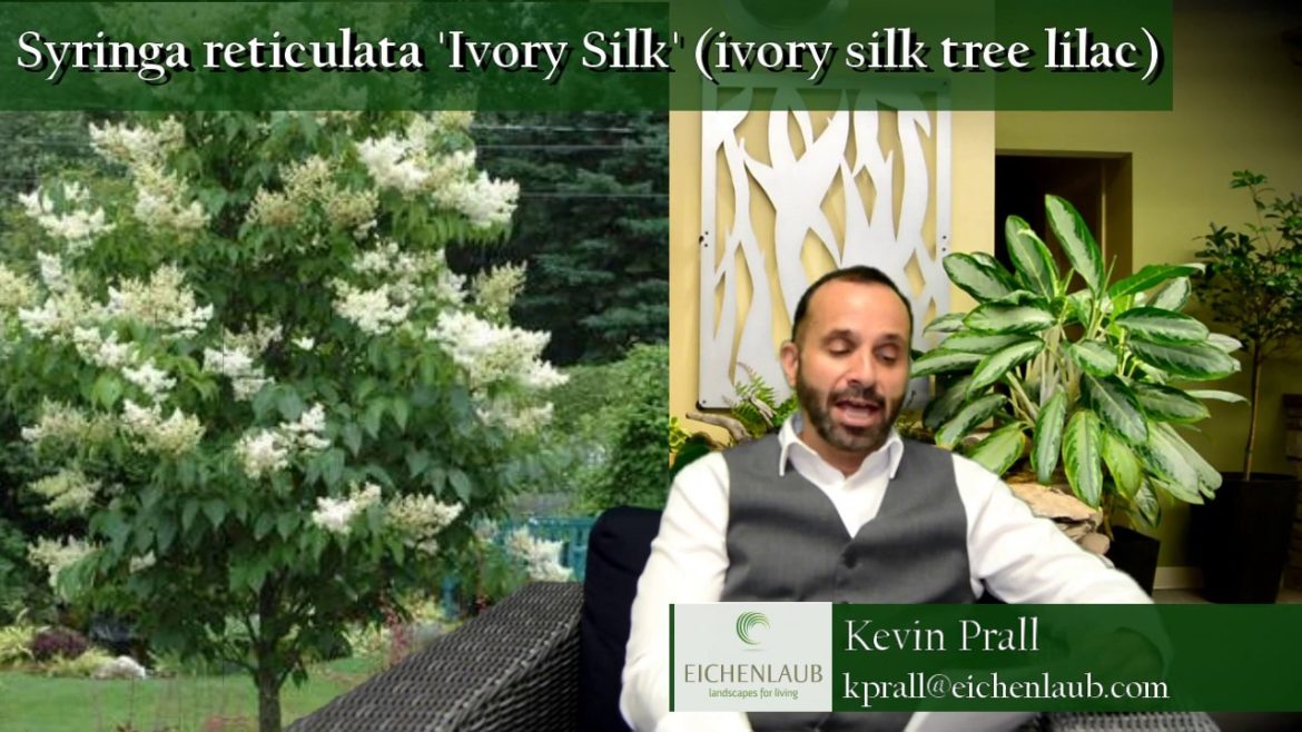 Japanese tree lilac - Landscaping Ideas - Eichenlaub