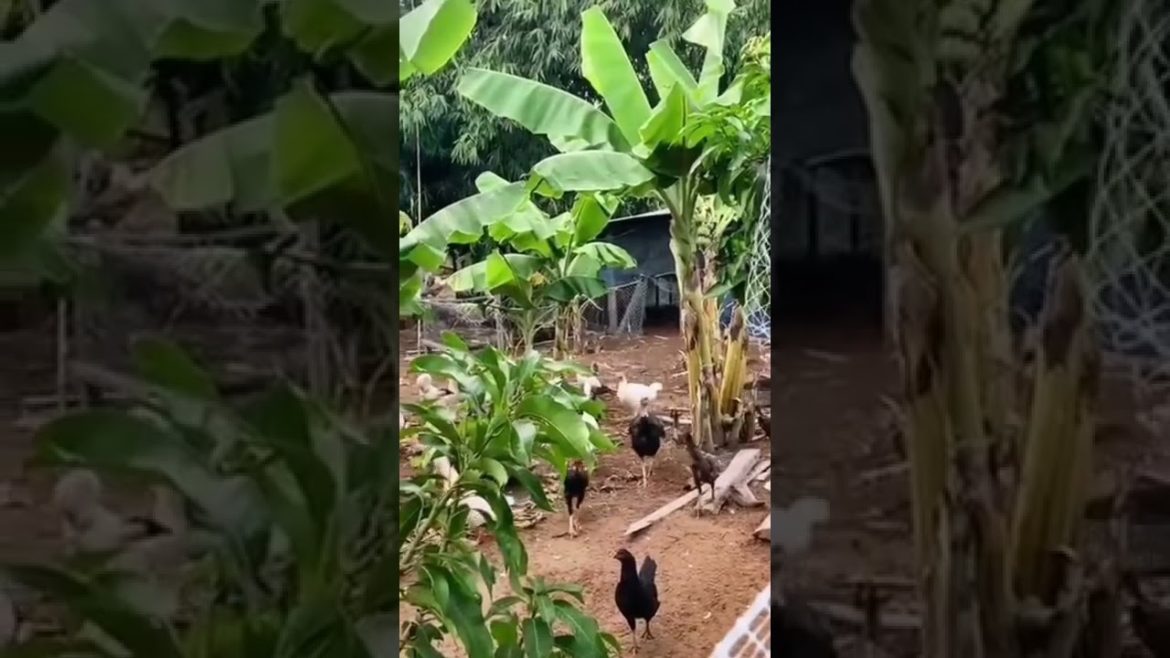Farm build complete, next project is the #workshop #aquaponics and #hydroponics 🙏🥰 Farm build complete, next project is the #workshop #aquaponics and #hydroponics 🙏🥰