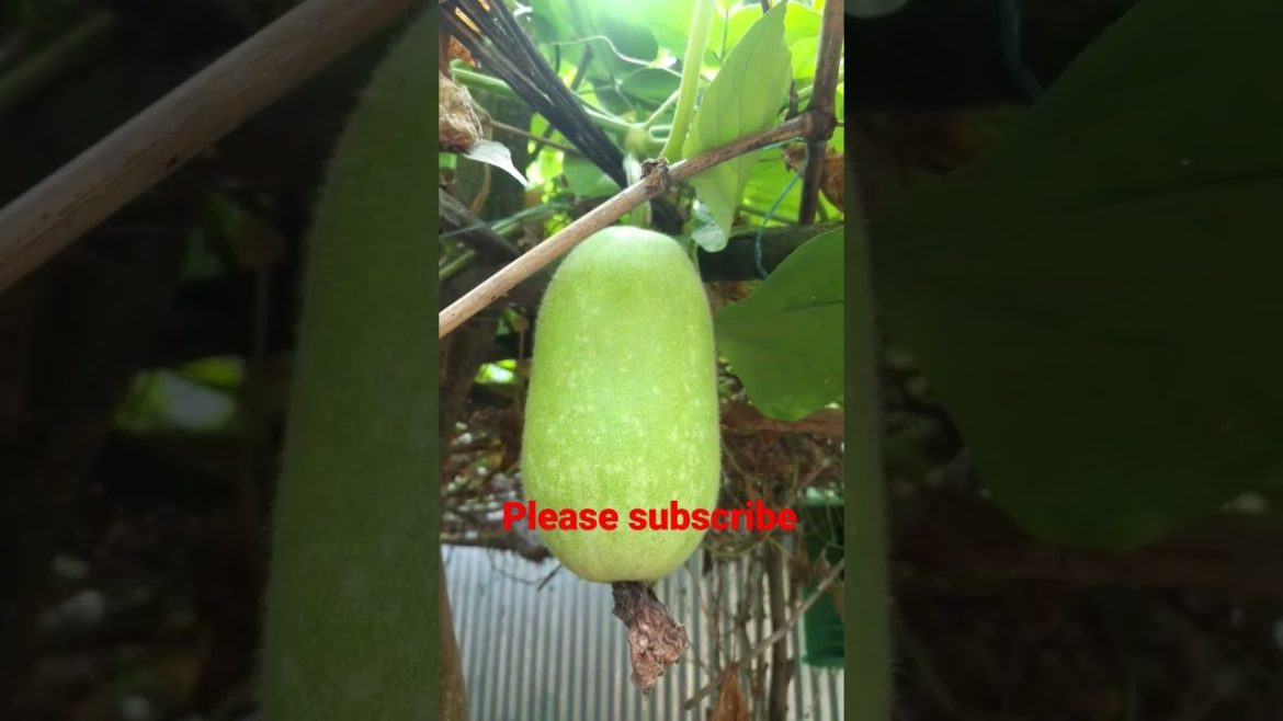 My vegetables garden. #shorts #youtube #vegetables