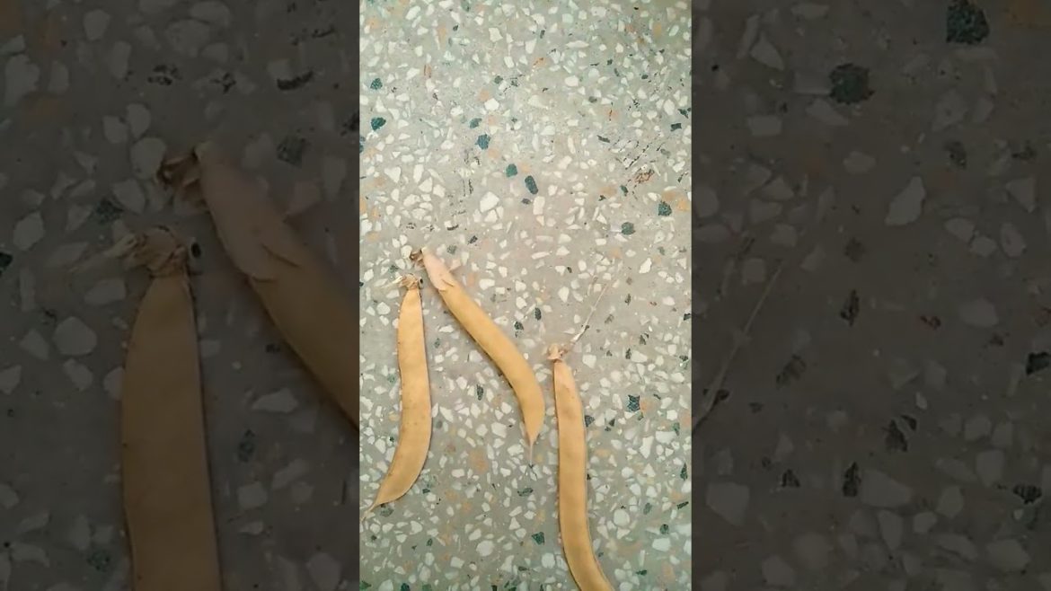 Aprajita seedpods collection  #shorts #trending #nishthamahant #viral #aprajita