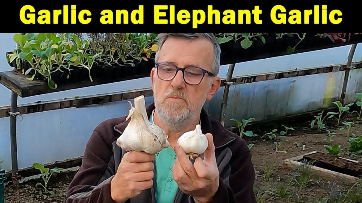 How to plant Garlic | Solent Wight | Elephant Garlic | Autumn Planting Garlic | Green Side Up