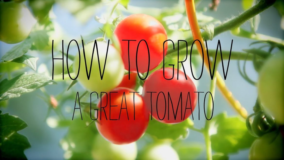 Tomato Gardening Tips