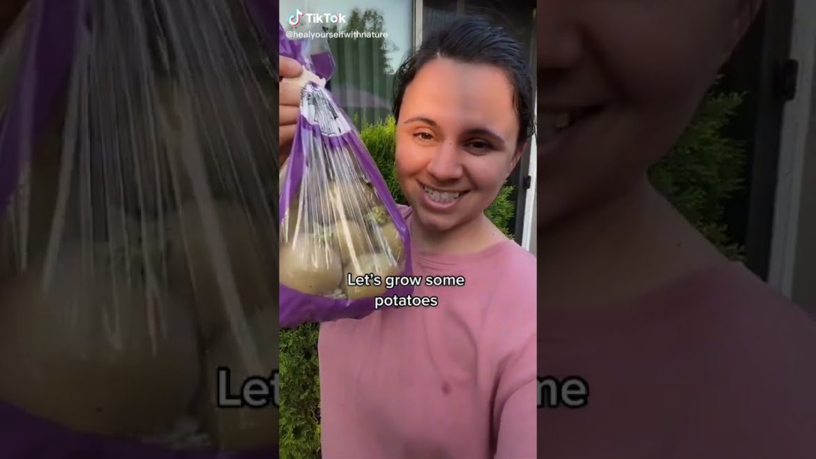 How To Grow a Bag of Old Potatoes