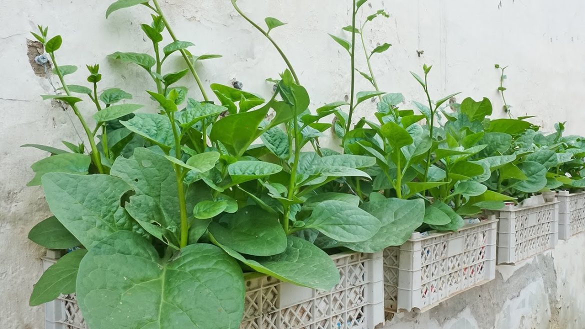 No need garden, turn a wall into a miniature hanging garden with just old plastic baskets