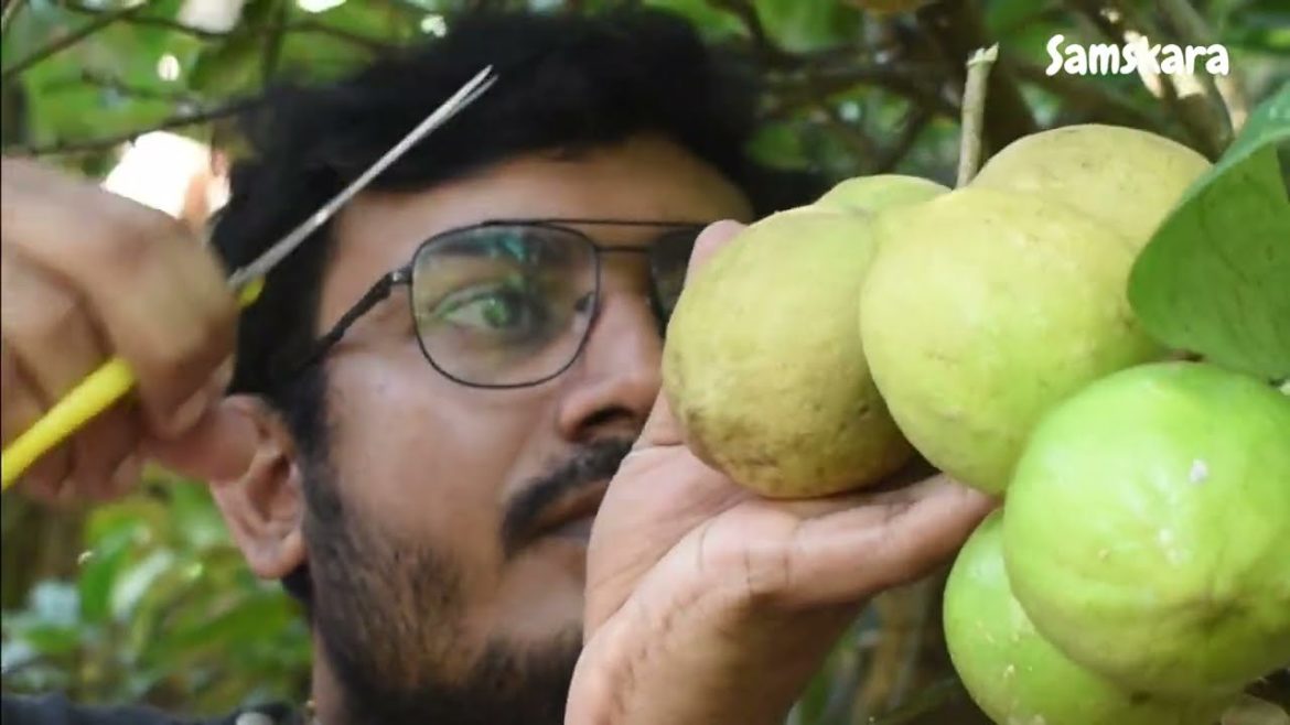 Farm Fresh Lime |  Home Gardening Ideas | Samskara