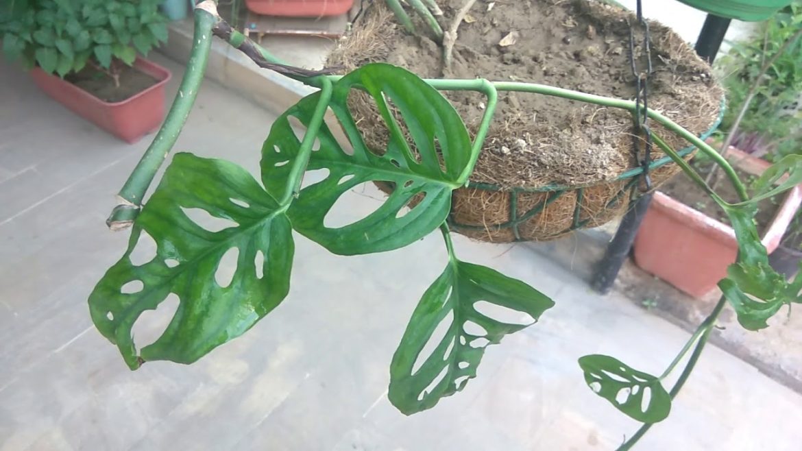 Swiss cheese plant - Mita Bishnoi Garden tips