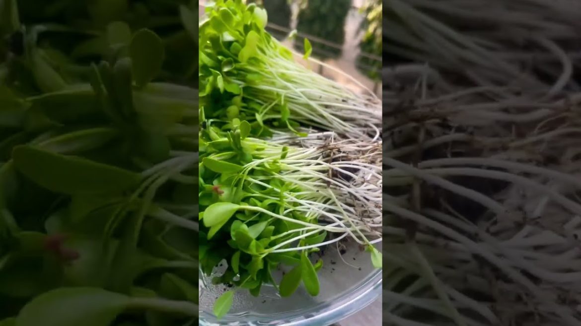 How to grow radish | how to grow radish from seed,how to grow white radish from seed in pot #shorts How to grow radish | how to grow radish from seed,how to grow white radish from seed in pot #shorts