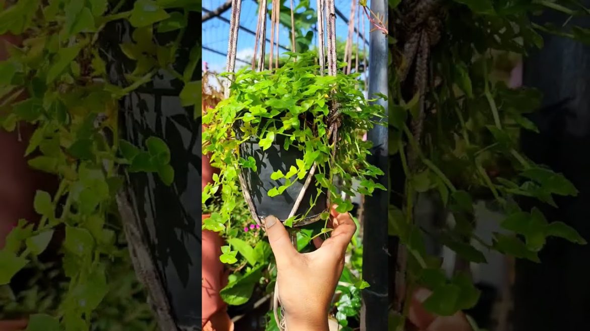 Turtle vine growing fast after pruning #mygreentreasure #moj #mojindia #ecofynd #indianplantgang