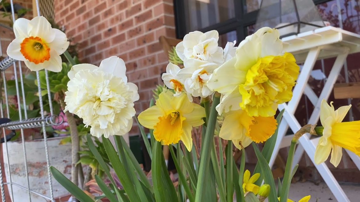 Early Spring 2021 / front yard garden/ Canberra, Australia 🇦🇺