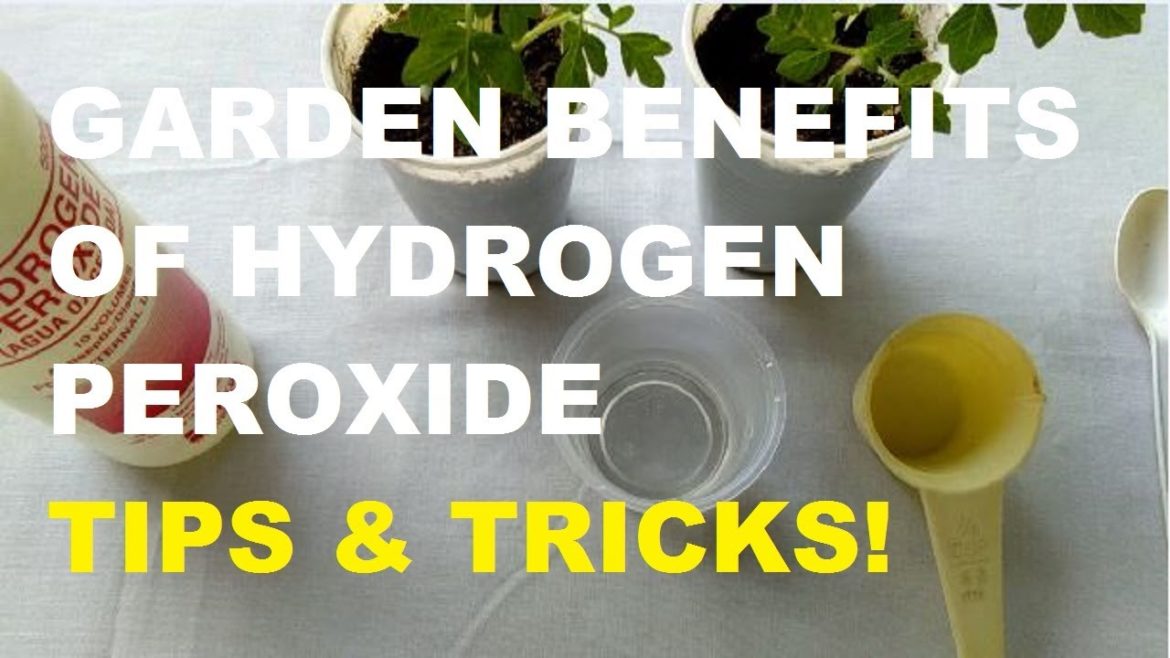 HYDROGEN PEROXIDE FOR PLANTS | GARDEN DIY TIPS AND TRICKS!