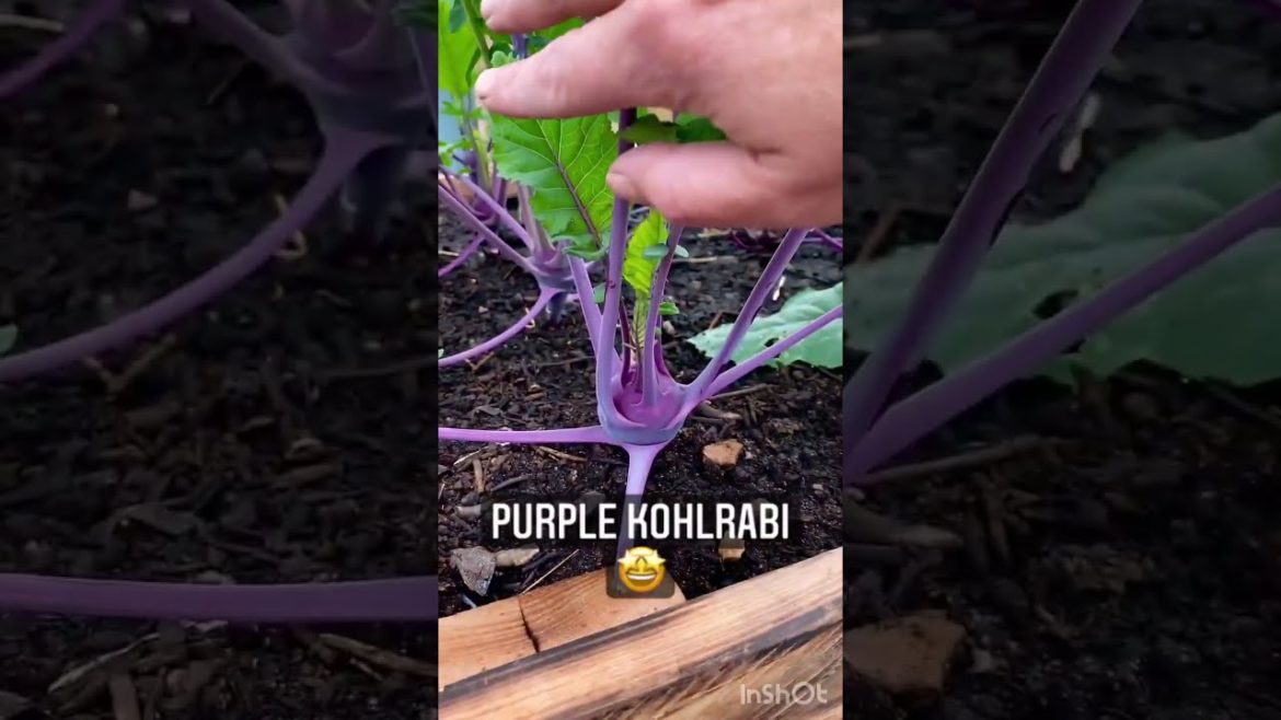 Fall Gardening 101 #shorts #gardening Fall Gardening 101 #shorts #gardening