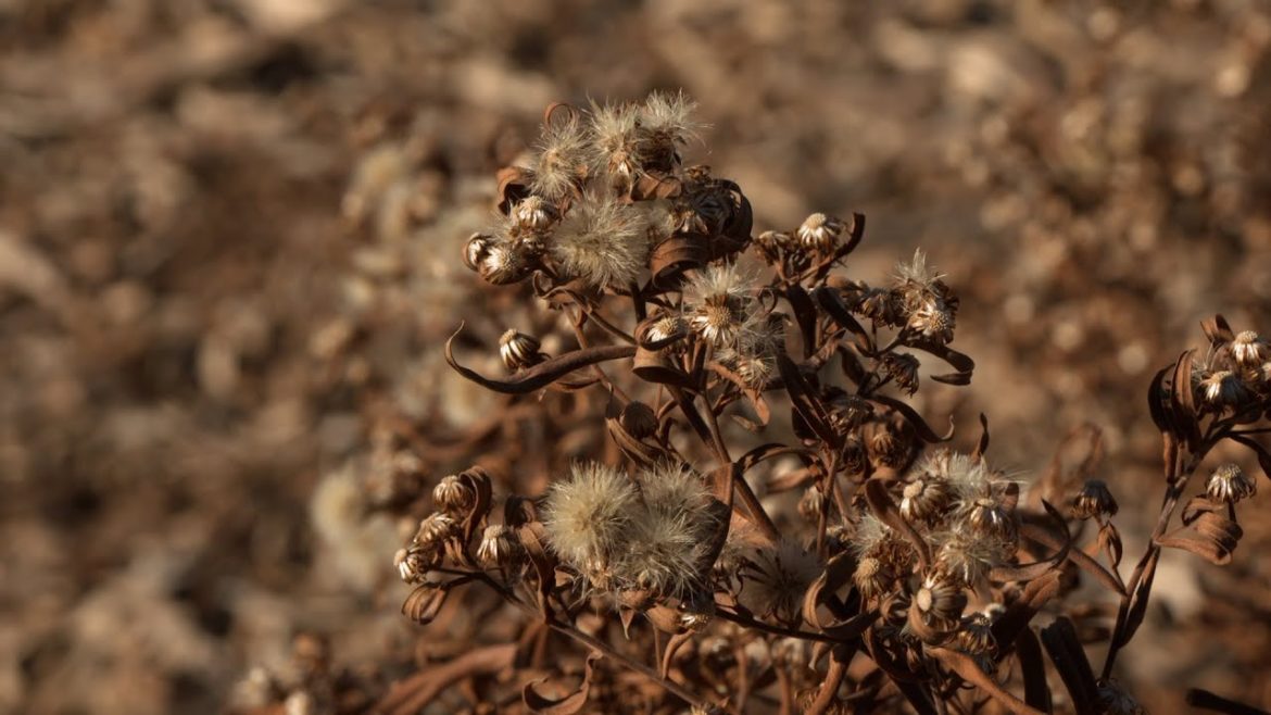 Lifestyle Gardening Houseplant Selection, Kids Gardening | Backyard Farmer | NET Nebraska