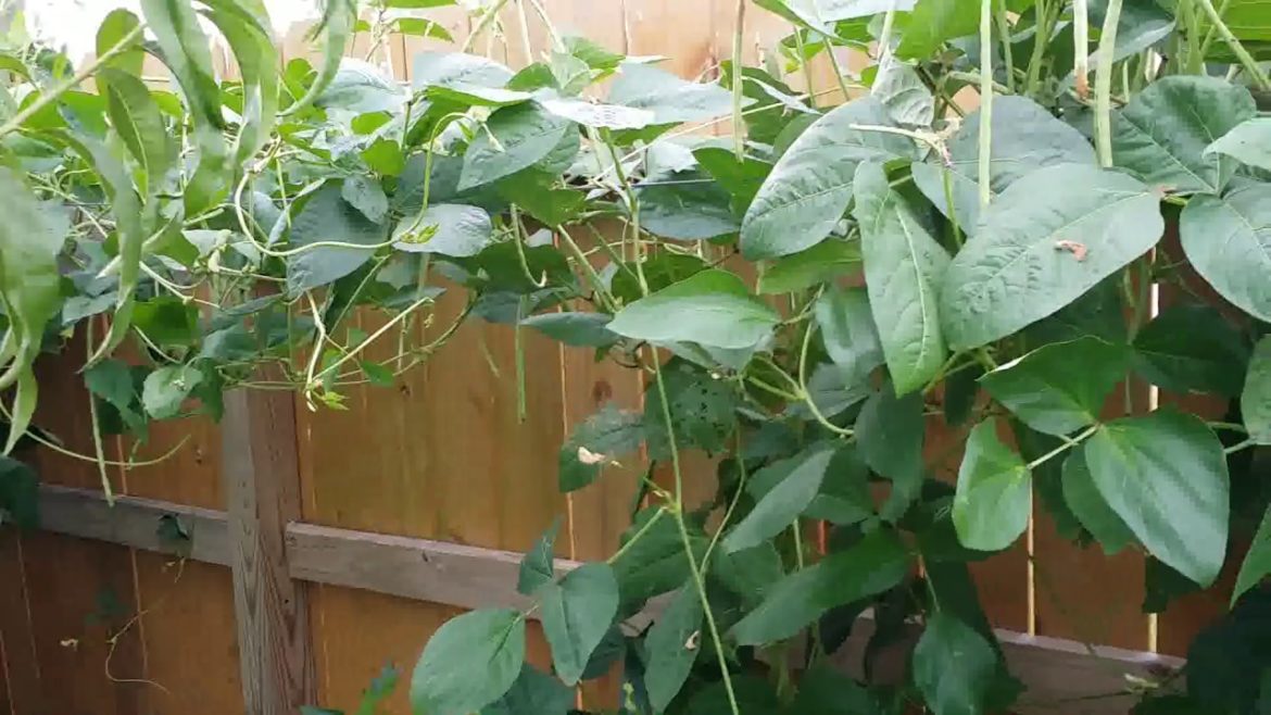 Organic Vegetable Garden at Houston Texas, USA