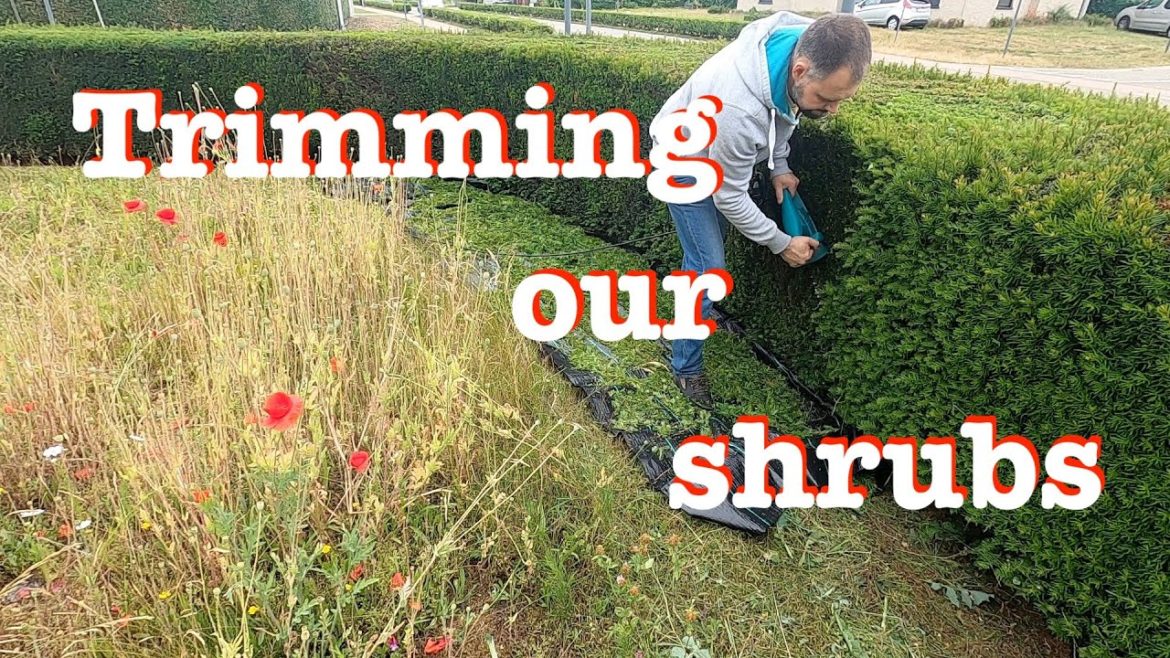 Front yard garden CLEAN UP / Time to give the shrubs a haircut! / Satisfying TIMELAPSE
