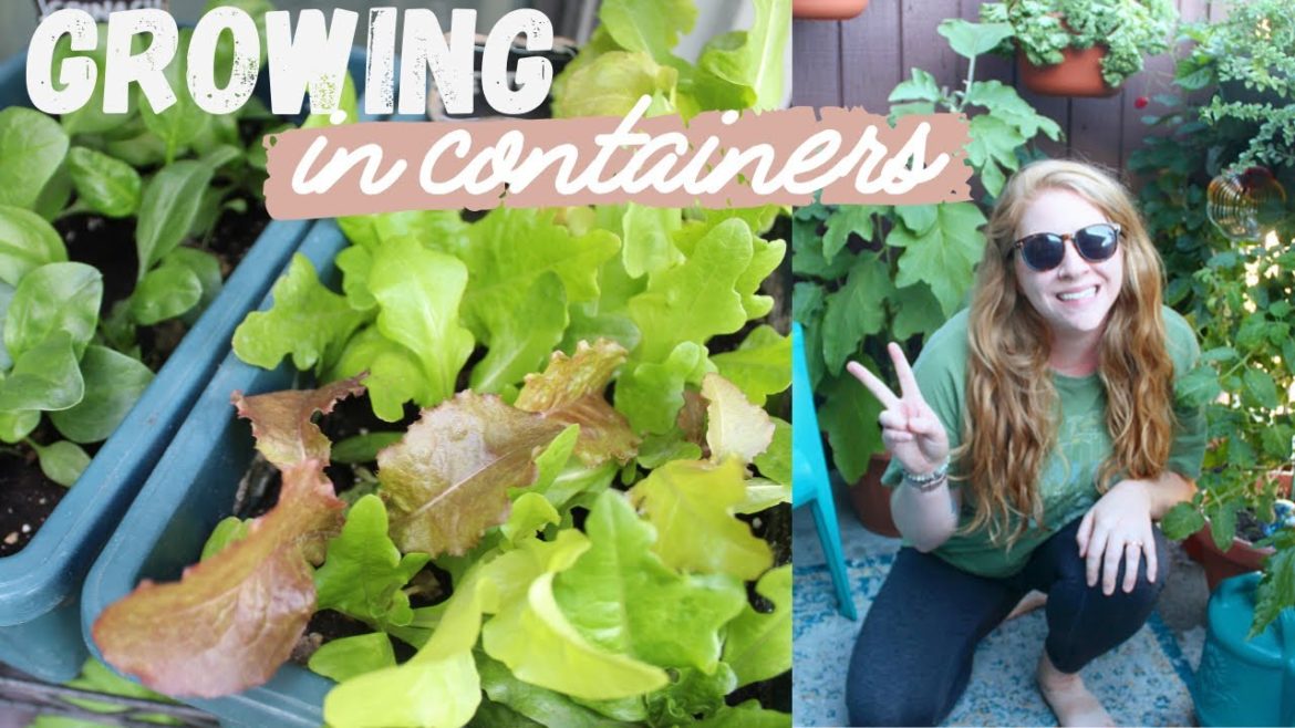 Top Container Garden Questions | Growing On My 84 Sq Ft Balcony | Urban Balcony Garden Top Container Garden Questions | Growing On My 84 Sq Ft Balcony | Urban Balcony Garden