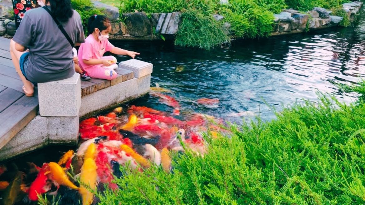 BEST KOI FEEDING! Outdoor Backyard Koi Pond With Beautiful Garden Design BEST KOI FEEDING! Outdoor Backyard Koi Pond With Beautiful Garden Design