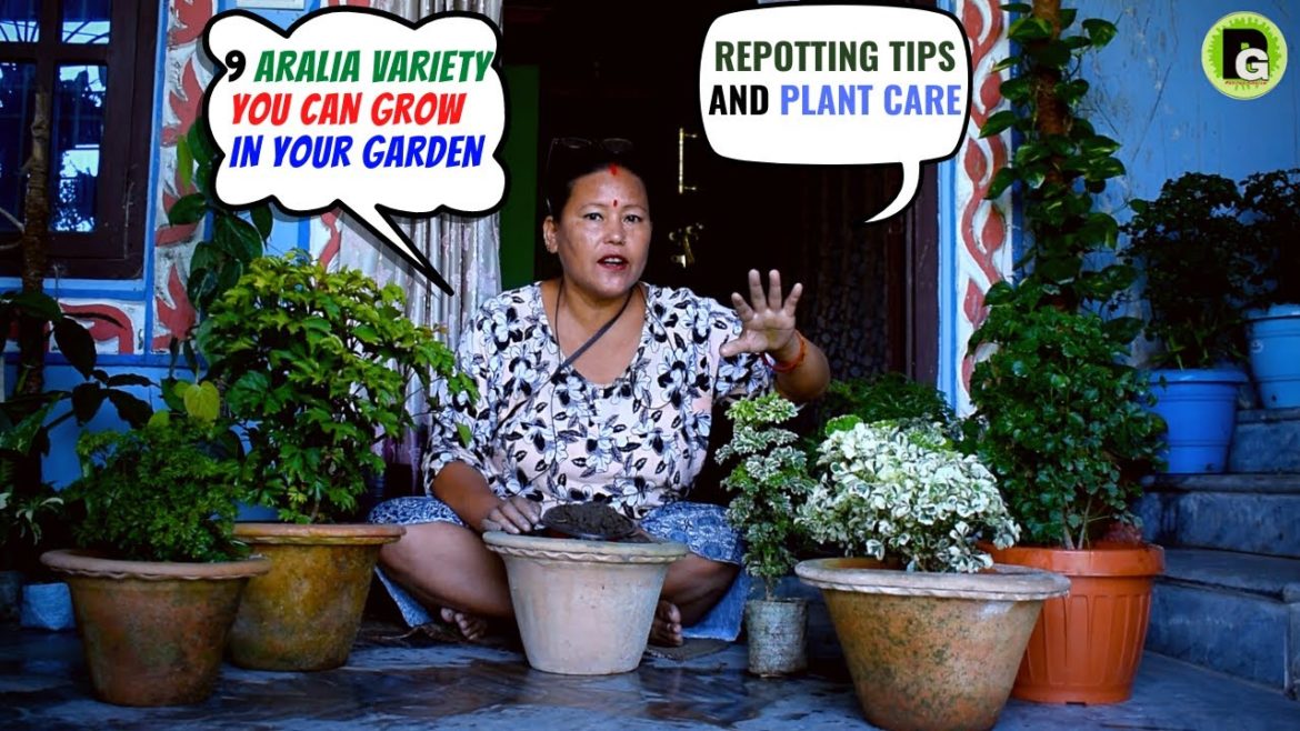 9 Different Aralia Varieties You Can Grow In Your Garden! Repotting Tips and Plant Care