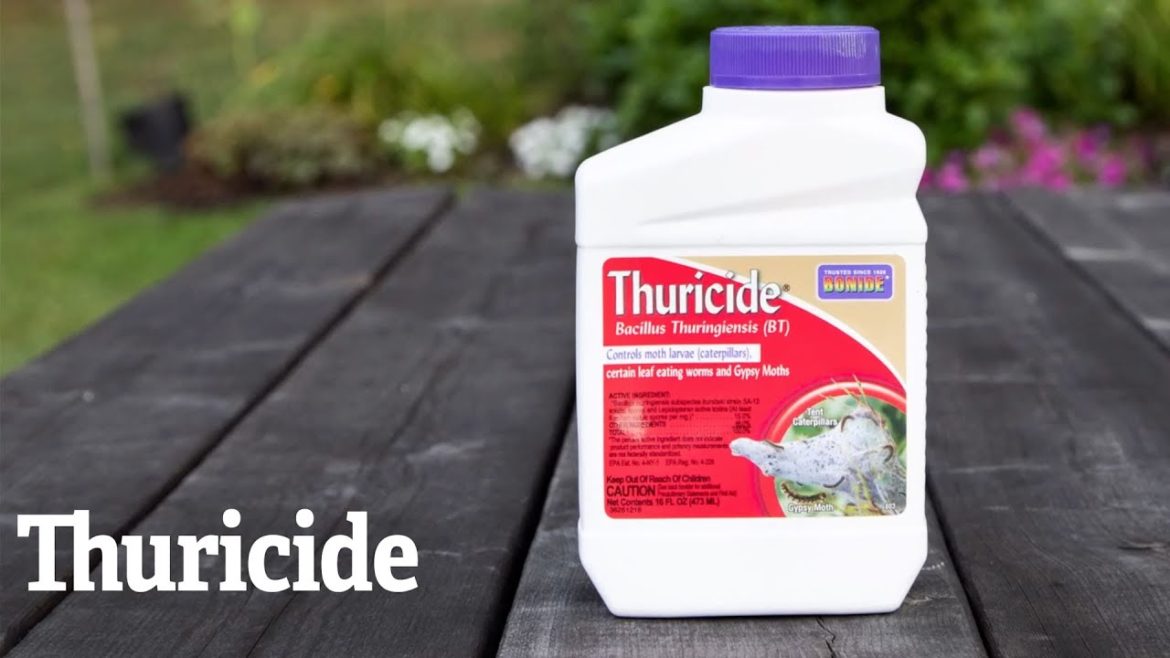 Thuricide | Gardener's Supply Thuricide | Gardener's Supply