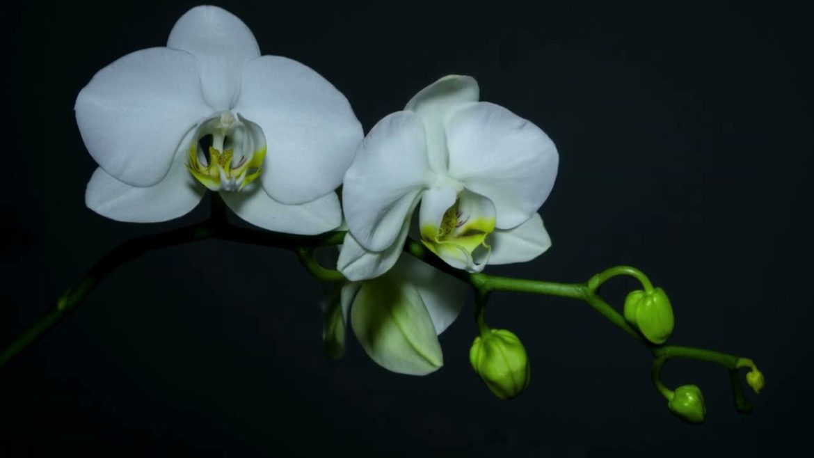 Orchid blossom bloom timelapse 😍😍 |#timelapse |#short