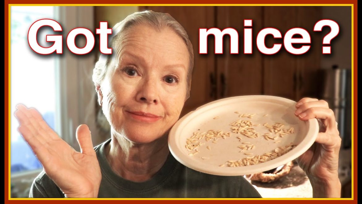 Kaye Kittrell: THE PLOT THICKENS! THE PLOT THICKENS!