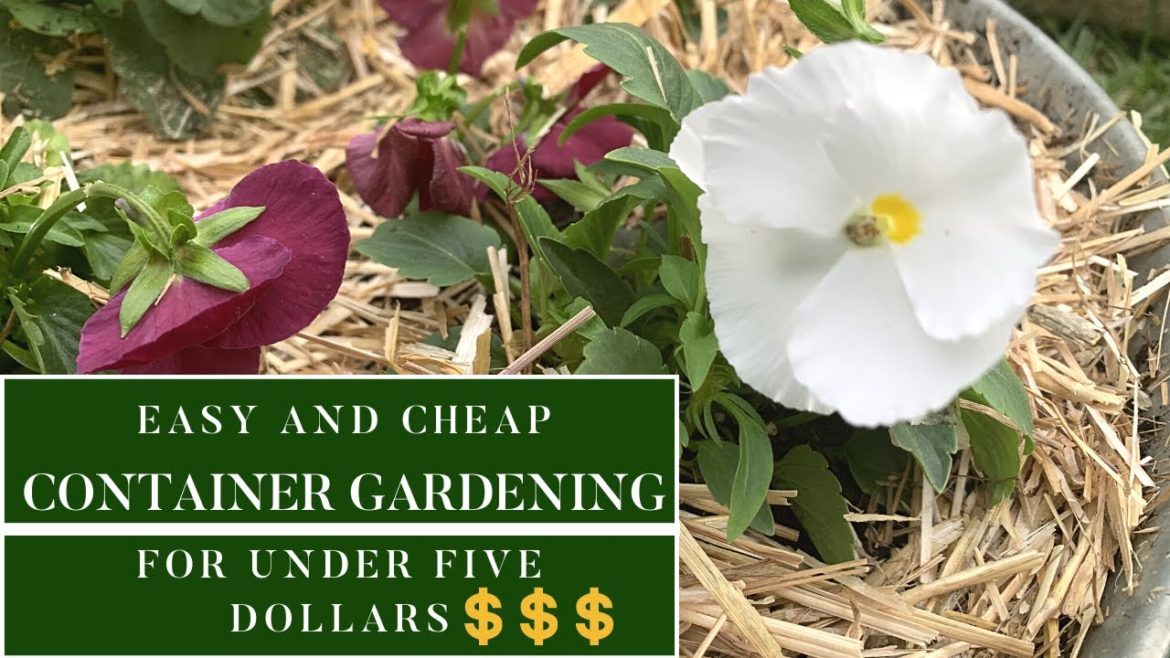 Easy and Cheap Container Gardening Ideas|Create A Planter for Under $5 Dollars Easy and Cheap Container Gardening Ideas|Create A Planter for Under $5 Dollars