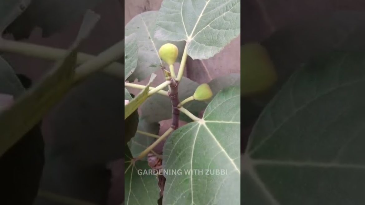 Fig Fruit Garden And Picking | Gardening Tips, Hacks, Gardening With Zubbi #viral #gardening #shorts Fig Fruit Garden And Picking | Gardening Tips, Hacks, Gardening With Zubbi #viral #gardening #shorts