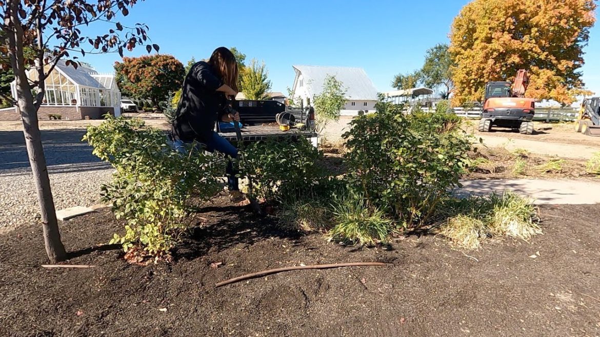 Garden Answer: Saving Three Roses & Planting More Boxwoods, + Update on the Back Garden! 🥀🌿😊 // Garden Answer Saving Three Roses & Planting More Boxwoods, + Update on the Back Garden! 🥀🌿😊 // Garden Answer