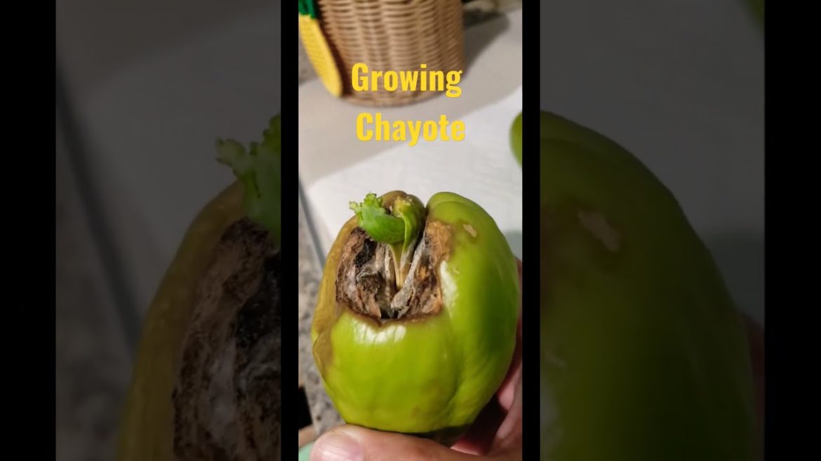 growing chayote#shorts#gardening