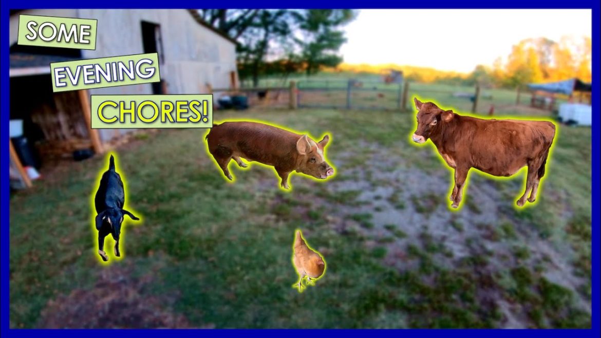 COMPLETING the Evening FARM CHORES | 1st Person POV