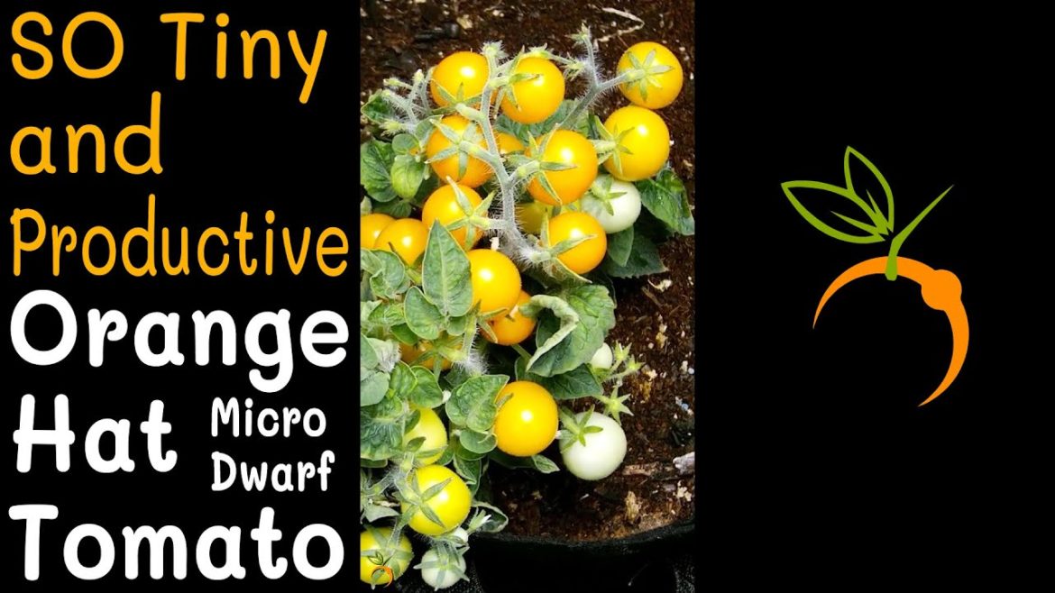 Super Tiny Tomato Plant Is SO Productive - Orange Hat Micro Dwarf Tomato Time Lapse Trailer