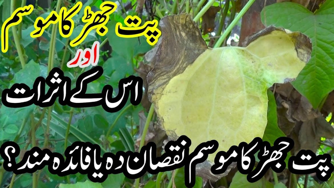 How is the fall season for plants? When does the fall season start?