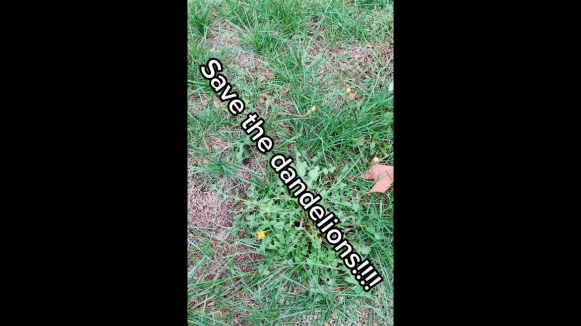 Save the dandelions!!! Using survival skills to forage for wild edibles. Save the dandelions!!! Using survival skills to forage for wild edibles.