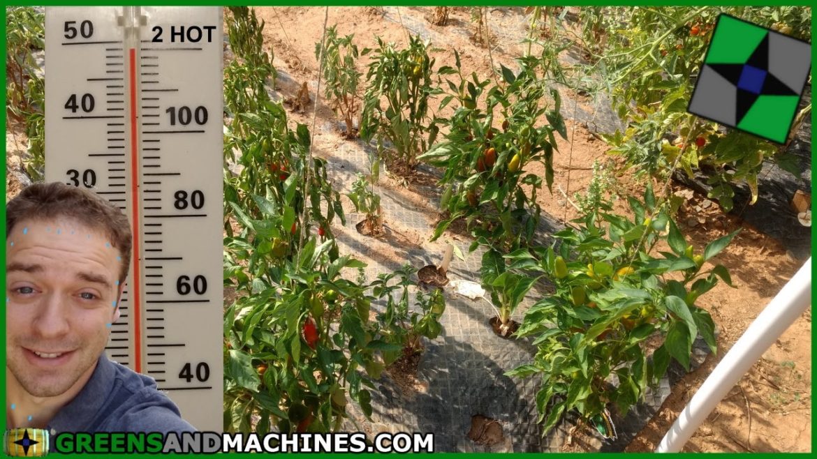 Vegetables for Hot Summer Climates | Container Gardening Vegetables for Hot Summer Climates | Container Gardening