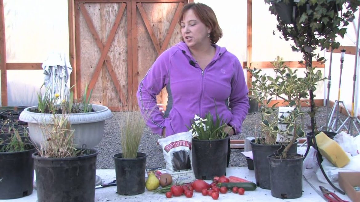 Gardening Tips : How to Grow Barley