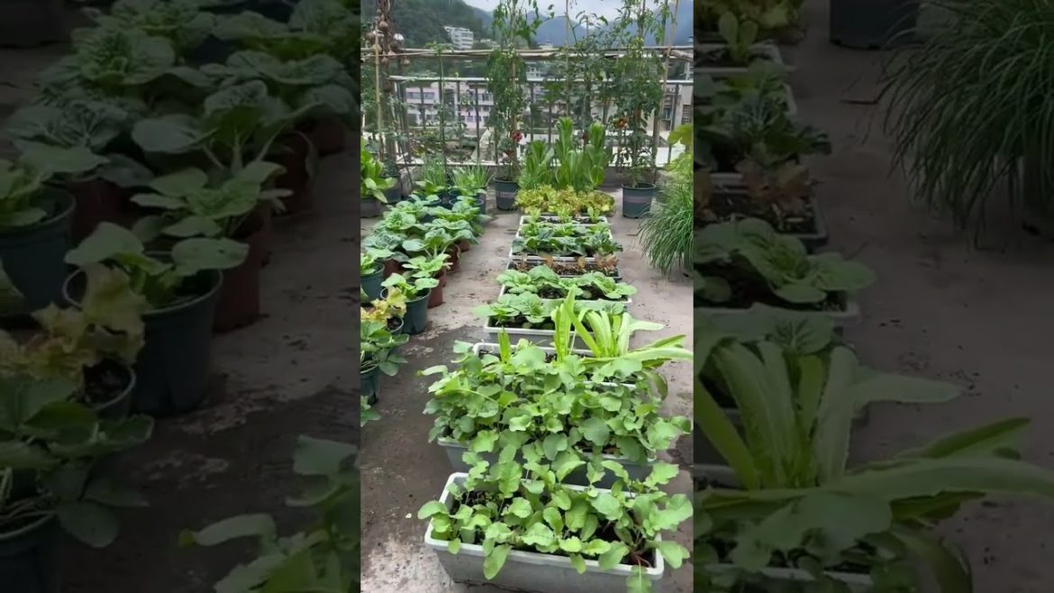 Beautiful Nature with Rural Life #shorts #naturalife #rurallife