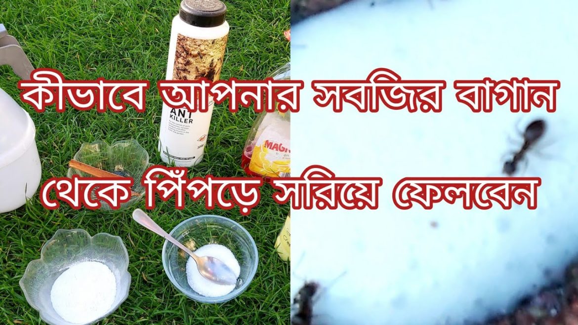 How to remove ants from your vegetables garden | Garden tips | Shokher Bagan 2021 How to remove ants from your vegetables garden | Garden tips | Shokher Bagan 2021