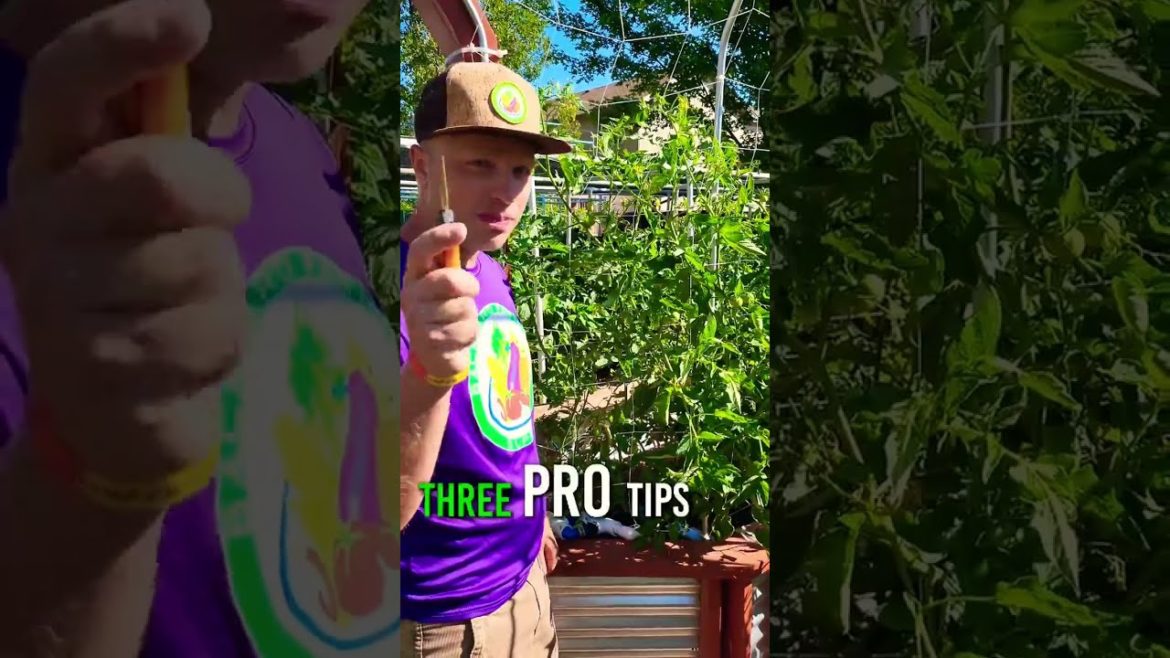 Top 3 Tips for Growing Tomatoes! 🍅 #tomatoes #3tips #howtogarden