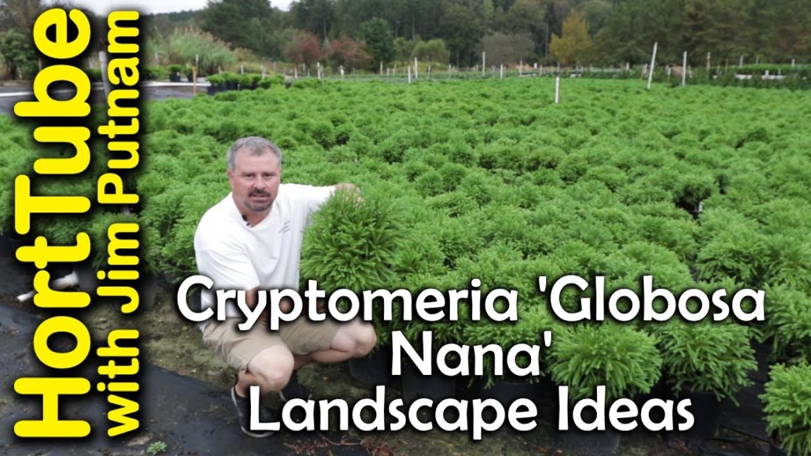 Landscaping Ideas Using Dwarf Japanese Cedar