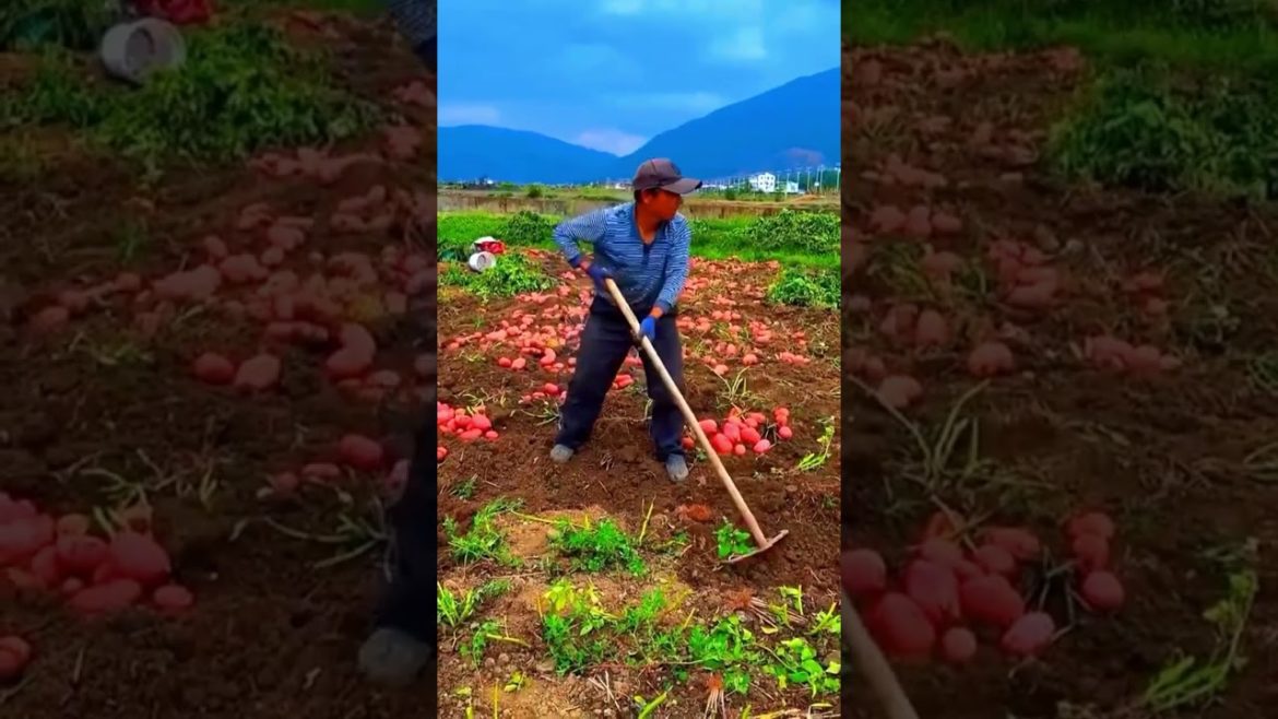 Red Potatoes harvest #shorts #harvest #agriculture