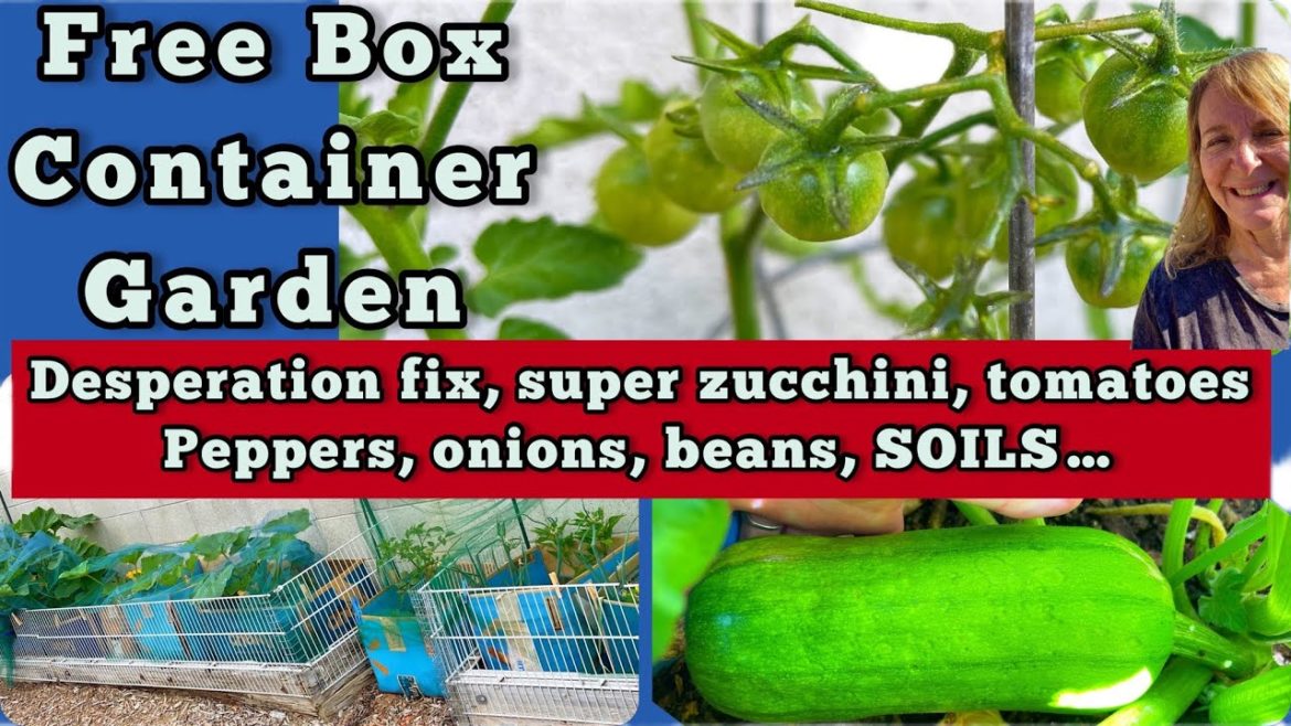 Garden Cardboard Box SUCCESS Growing FOOD Container Gardening Zucchini Cucumbers Tomatoes Peppers 🌶