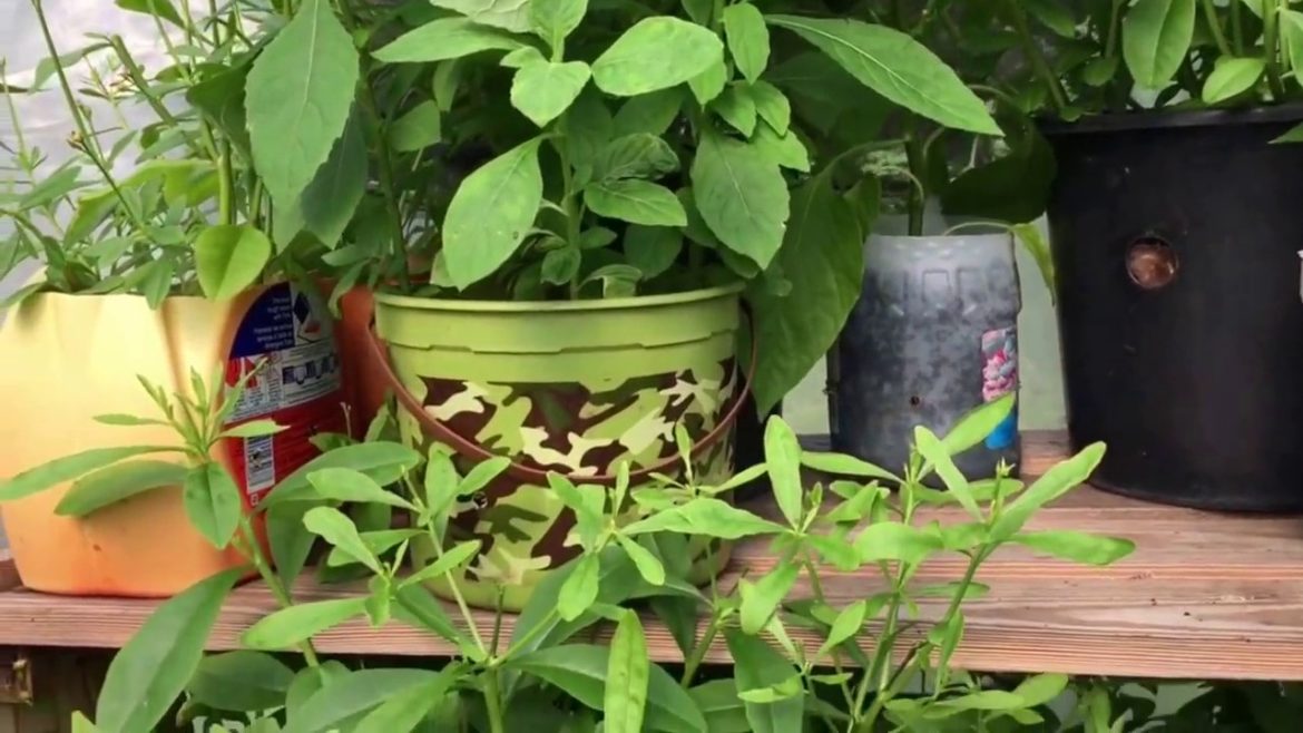 Container Garden Container Garden