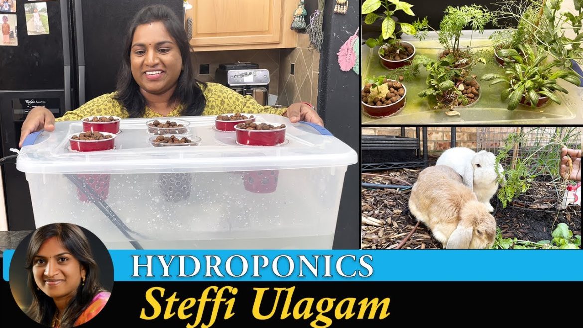 Growing plants without soil | Hydroponics Setup at home in Tamil Growing plants without soil | Hydroponics Setup at home in Tamil