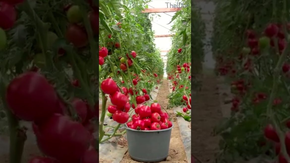 Tomato Harvest. #gardening #shorts Tomato Harvest. #gardening #shorts