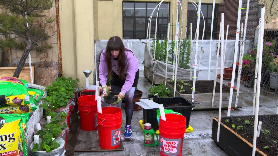Pamela's Strawberry Container Garden