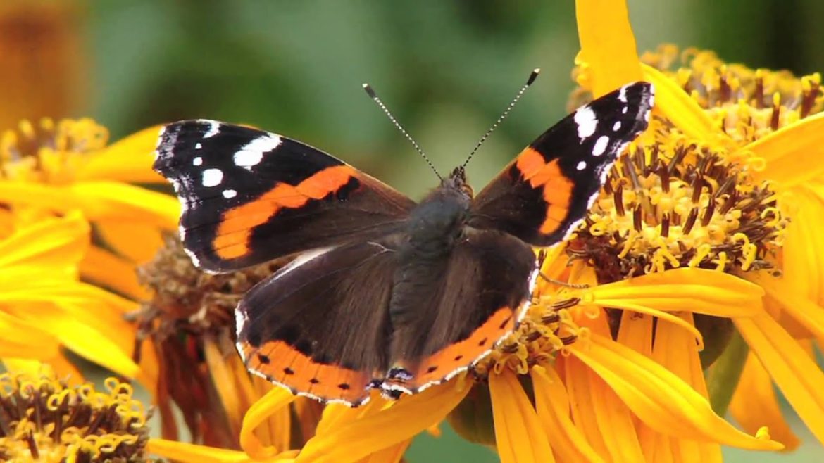Gardening Tips : How to Grow Ligularia