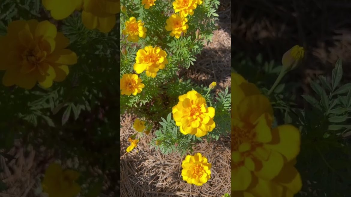 Front yard Garden #gardening #frontyard #gardenlove #beautifulflowers #sevanthi