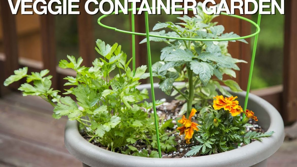 PETITTI Vegetable Container Garden